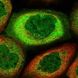 MIER2 Antibody, Novus Biologicals 25 &mu;L; Unlabeled:Antibodies, Polyclonal